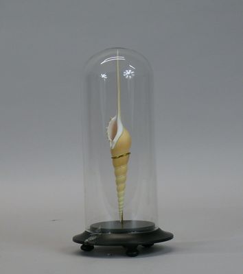 a glass cloche with a shell inside of it