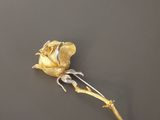 une rose dorée qui gît par terre