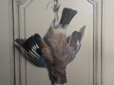 a picture of a dead bird hanging on a wall
