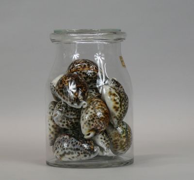 a glass jar filled with shells on a white surface
