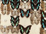 a lot of butterflies that are hanging on the wall