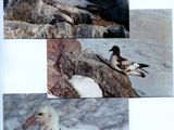 quatre photos d'une mouette perchée sur un rocher
