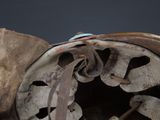 a close up of a pair of shoes with a shoelacee on it