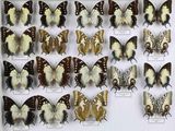de nombreux types de papillons différents présentés dans une vitrine