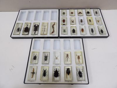 deux boîtes contenant différents types d'insectes
