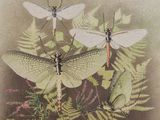 two dragonflies and fern leaves on a brown background
