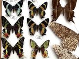 many different types of butterflies displayed in a wooden frame