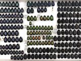 many beetles on display in a white display case