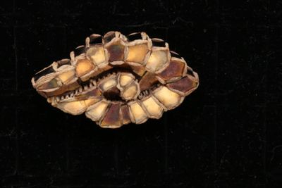 un gros plan d'une broche représentant des fleurs sur fond noir