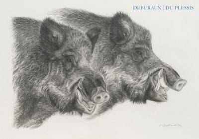 un dessin représentant deux sangliers la gueule ouverte