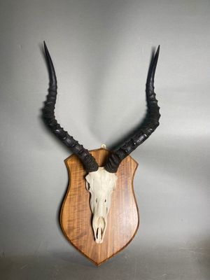 a close up of a deer skull mounted on a wooden plaque