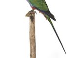 un oiseau perché au sommet d'un poteau en bois