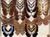 a lot of butterflies that are on display in a box