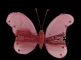 butterfly with pink wings on a black background