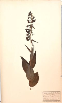 une photo d'un oiseau perché sur une plante