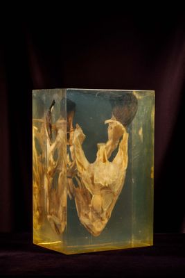 an image of a glass cube with a skeleton inside of it