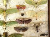 many different types of insects displayed in a wooden frame
