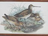 trois oiseaux qui se tiennent dans l'herbe au bord de l'eau