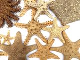 many different types of starfishs in a white box