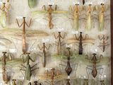 many insects that are on display in a wooden frame