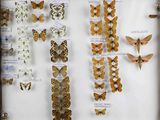 many different types of butterflies displayed in a display case