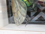 a large insect that is sitting on a window sill