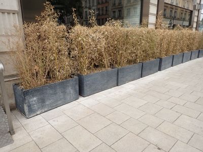une rangée de jardinières sur le trottoir, à côté d'un immeuble