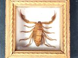 a picture of a scorpion in a frame on a table