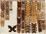 many different types of butterflies displayed in a display case