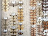 many different types of moths displayed on the wall