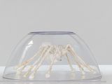 un vase en verre posée sur une table, avec une araignée à l'intérieur