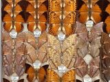 many different types of butterflies displayed in a display case