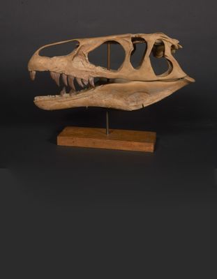 a close up of a dinosaur skull on a wooden stand
