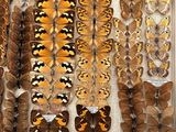 many different types of butterflies displayed in a display case