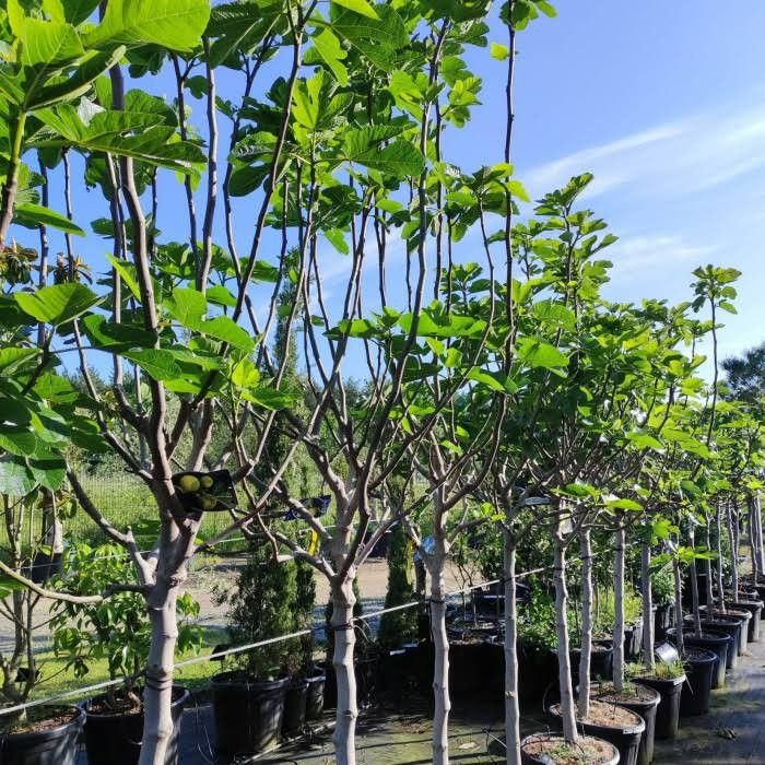 Destockage & Invendus