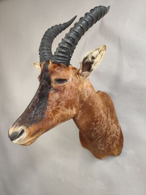 une fausse tête d'antilope accrochée au mur