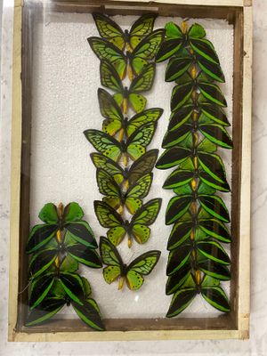 a picture of a display of butterflies in a box
