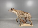 a hyena that is standing on a piece of wood