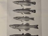 five different types of fish that are shown in this book