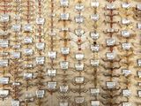 a display of insects that are on display in a museum