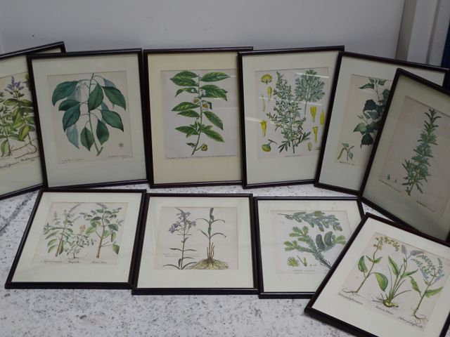 P.J REDOUTE : (reproductions) 10 planches illustration herbier