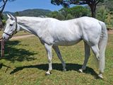 un cheval blanc qui se tient dans l'herbe