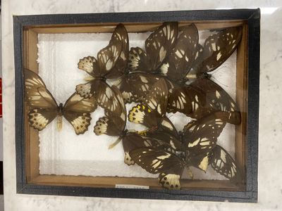 a lot of butterflies that are in a wooden frame