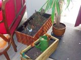 une plante en pot dans une caisse en bois posée à côté d'une chaise