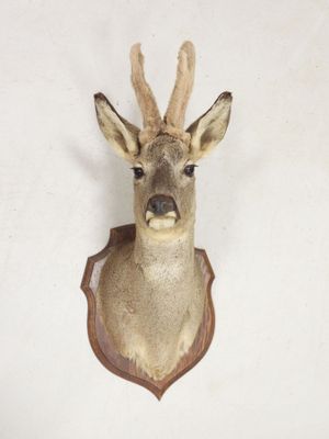 une tête de cerf accrochée au mur d'une maison