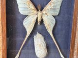 une image représentant un tableau encadré sur lequel figurent un papillon de nuit et un coquillage