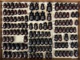 a lot of beetles that are on display in a box