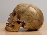 a human skull on a table with a map on it