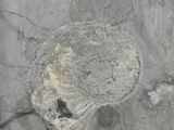 une image d'une paroi rocheuse contenant un fossile