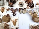 many different types of sea life displayed in a display case